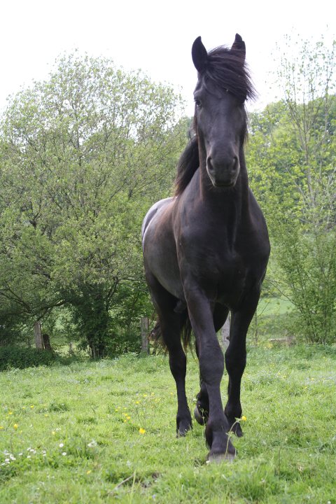 Poulain, frison. mon poulain de 2/3 ans frison