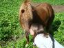 ma shetland Ponyta <3 et moi <3