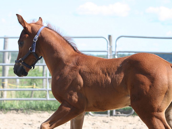 Dressage. Il pourrait faire du dressage classique ...belle position...