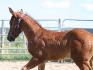 Il pourrait faire  du dressage classique ...belle position...
