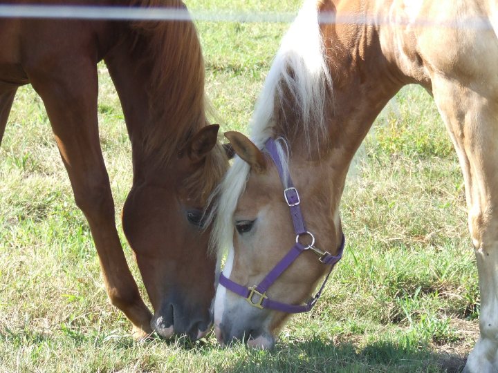 Appendix, haflinger. Gummy bear, haflinger de 4ans je suis sa proprietaire. noah,...