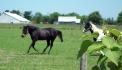 Zorro et Dylan(le cheval de fer cheval, ici sur...
