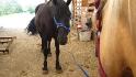 Léona avec son copin Pyro ! le cheval à yOyO_26 :P