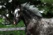 Navarro mon andalou x apaloosa de 3 ans!:) photo...