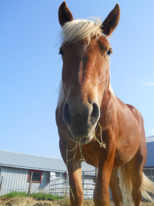 Poulain, belge. Mon gros poulain Belge