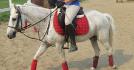 Casper (cheval de la licorne)