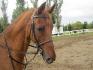 Charlotte, un poney ou je monte ( Rip)
