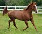 mon cheval QH qui fait osn arabe "!