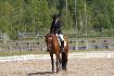 Salut de mon dressage au concours complet de Harmony.