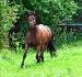 Mon nouveau poulain, Dunmore Hustle 4 ans