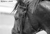 Thoroughbred de course, Saratoga 2011