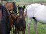 la petite fille de sir enzo et de penloppe a 16 jours