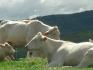 Mes Grosses Vaches Blanches (L) 