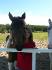 Ma fille et Lady