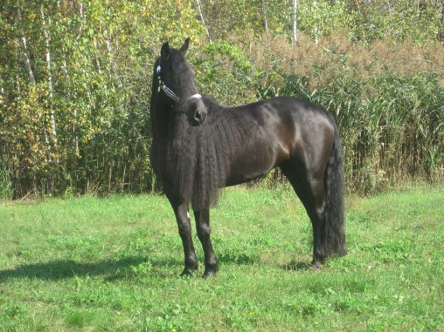 Jument, cheval canadien, crinière. Magnifique jument Canadienne, Milady