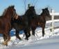 Les 2 pouliches standardbred et le poulain qui...