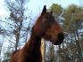 Cheval vu d'en sessous