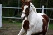 Pepito <3