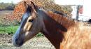 mon poney merlin :) futur poney jumper haha :) 