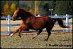 Notre beau Axel (L)