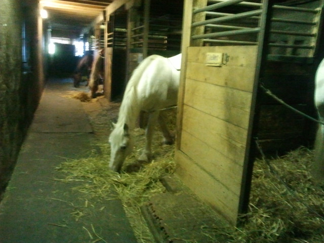 Poney, stalle. C'est les boxs des double poney (Il ya a 2 chevaux mais bon) Et...
