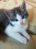 Petits yeux bleus