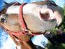 Vasko, cheval de Raiinbow_x ! 