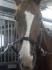 Mon nouveau cheval, White Socks :P
