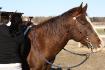 Mon cheval 