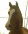 Mon ptit arabe! :P ( C'est un QH xd!)