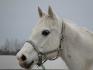Un vrai cheval de princesse ! Le beau Léo <3