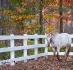 la belle Lou avec les couleurs d'automne