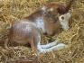 Wallace  a 3 jours dans un bon lit de paille