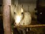 Ursull poulain(3 ans ) welsh gris pommelé (trop cute non