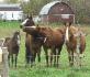 De droite à gauche, poney Bud, Aylla ma rescapée,...