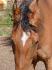 ma belle amoure
