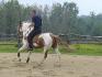 Un homme monte un paint horse