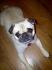 Mon pitouu
