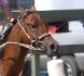 Zippy Commander 2011