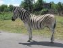 voici Renoir mon cheval adorée