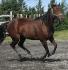 jessies toujours au galop