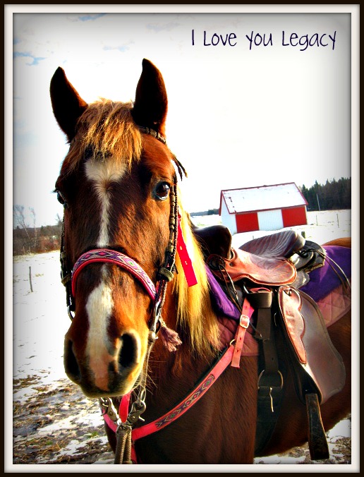 Collier de chasse. un de mes cheval, legacy!