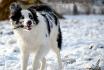 Ruffio, border collie enrg. de 8 mois, notre...