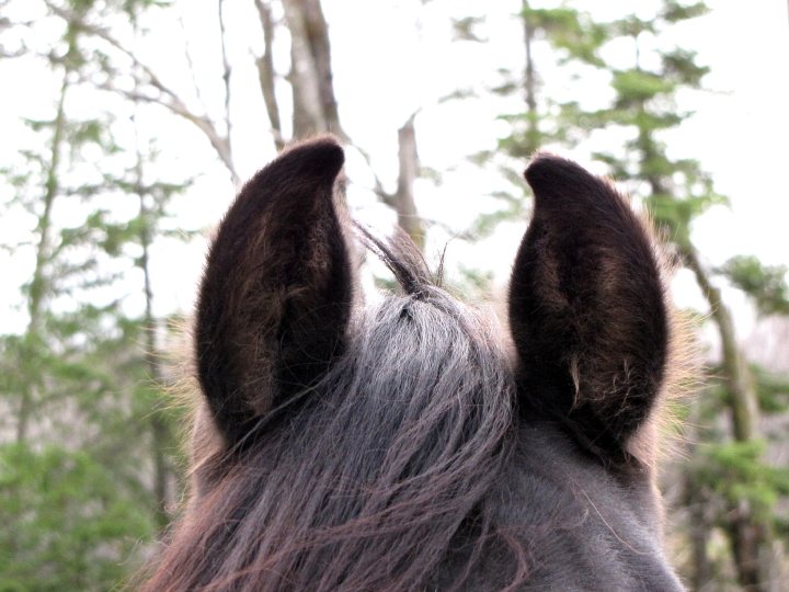 Oreille. Petites oreilles toujours attentives :-)