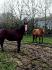 Mes deux juments !