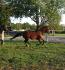 langer mon ancien cheval :)