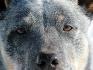 Chip, le chien de la ferme! :)