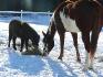 Le seul cheval que ma juju tolére