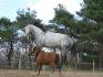 Cheval de Valerie