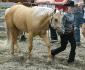 Mon cheval, le poulain de notre etalon